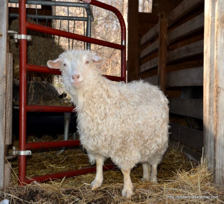 WoolYielding Animals for Yarn and Fiber Countryside